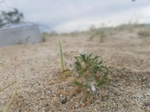 Слика од Loeseliastrum schottii (Torr.) S. Timbrook