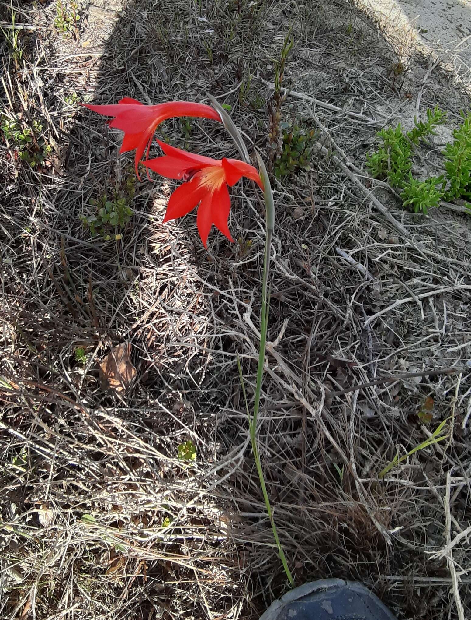 Imagem de Gladiolus priorii (N. E. Br.) Goldblatt & M. P. de Vos