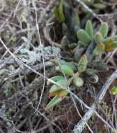 Image of Brittle Adromischus