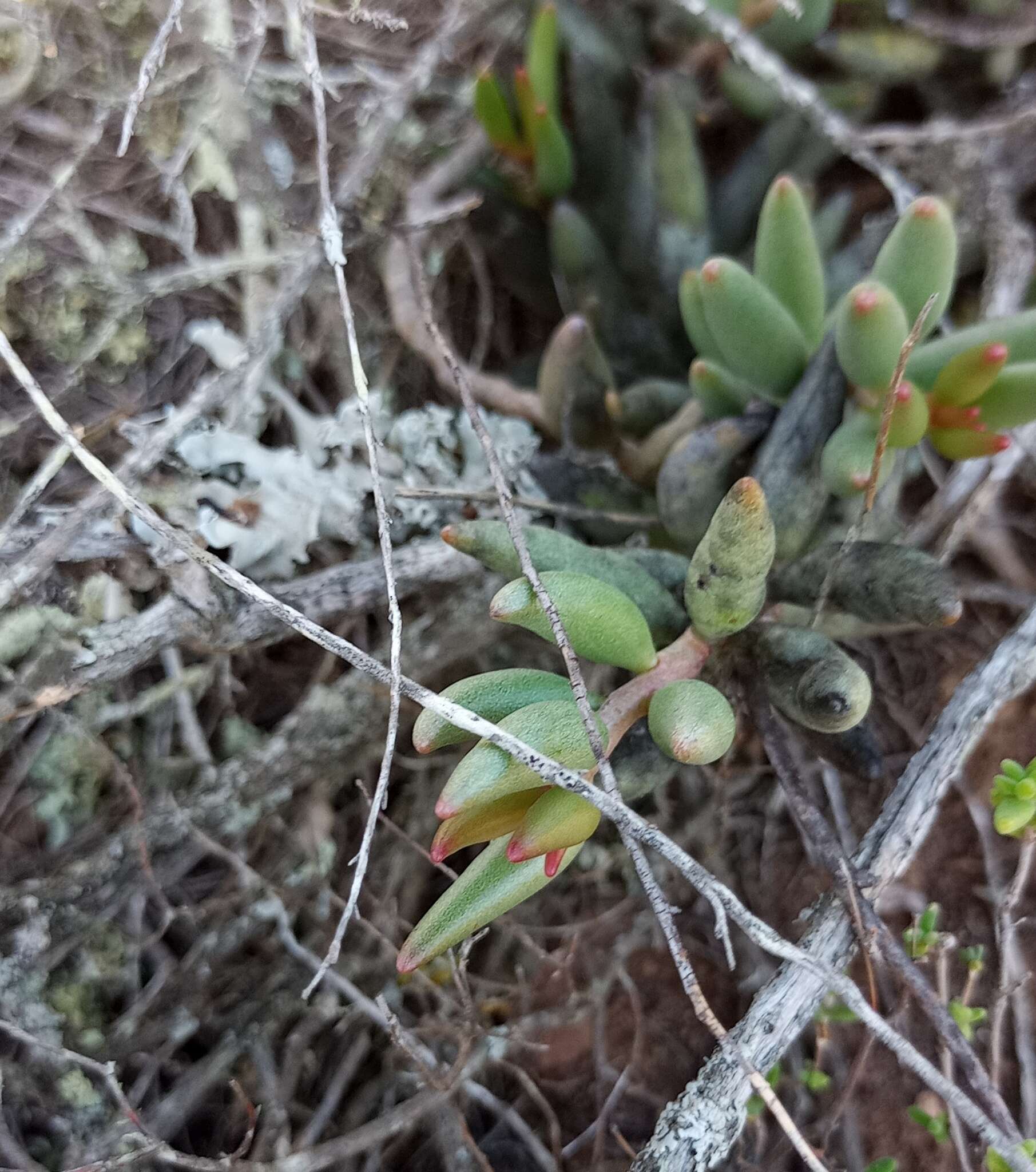 Image of Brittle Adromischus