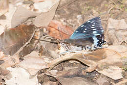 صورة Charaxes etesipe Godart 1824