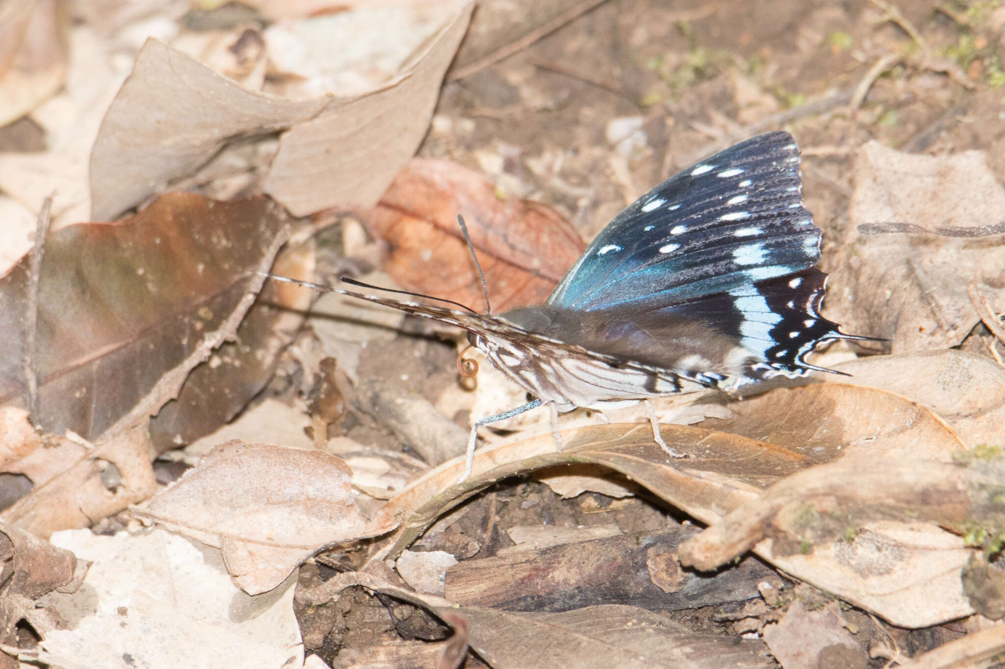 Imagem de Charaxes etesipe Godart 1824