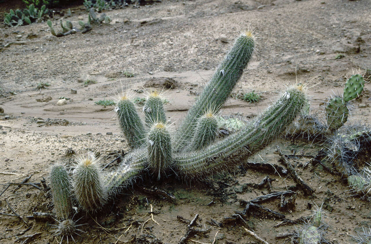 Echinopsis caulescens (F. Ritter) M. Lowry的圖片