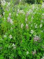 Image of field fumitory