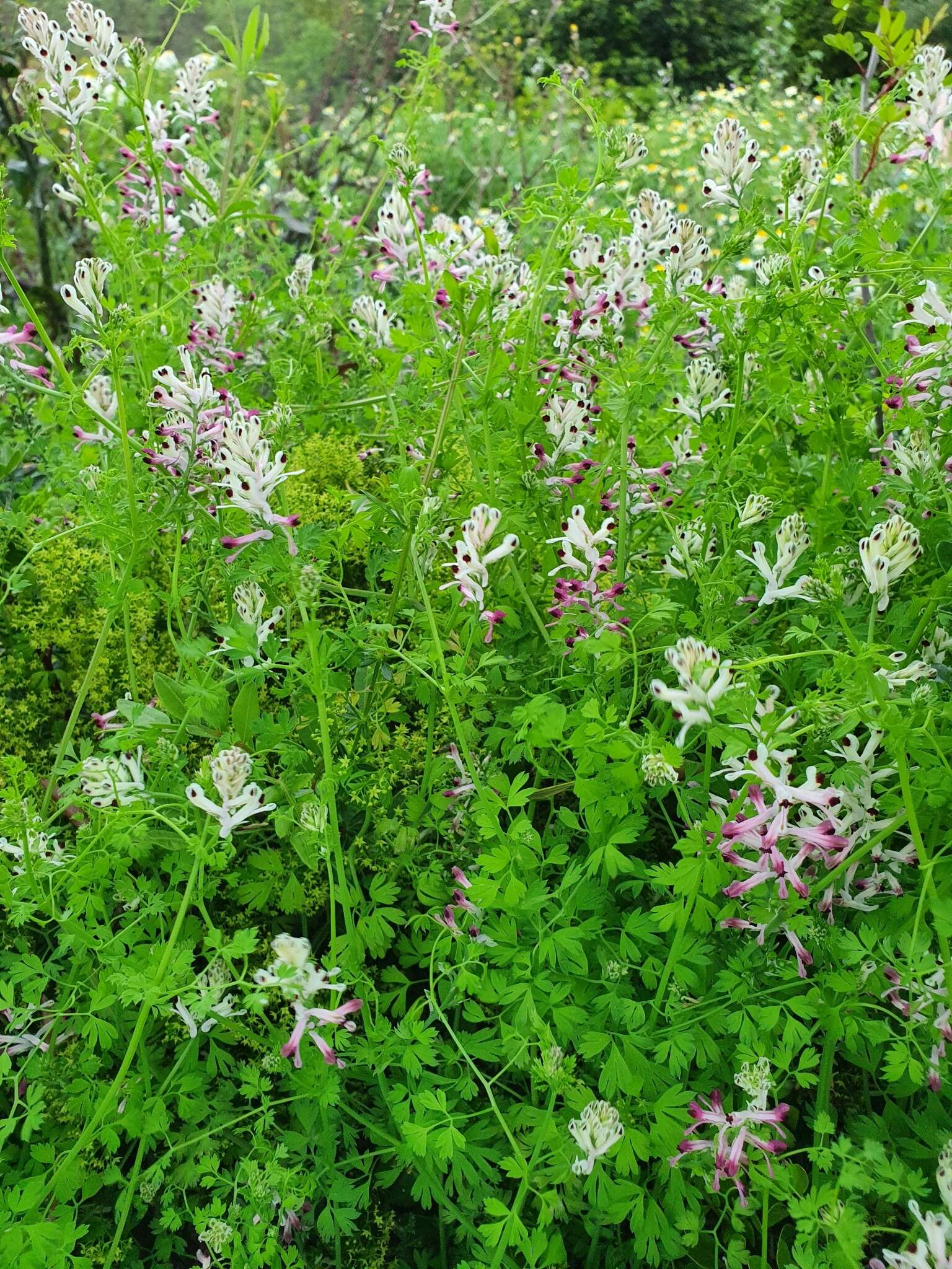 Image of field fumitory