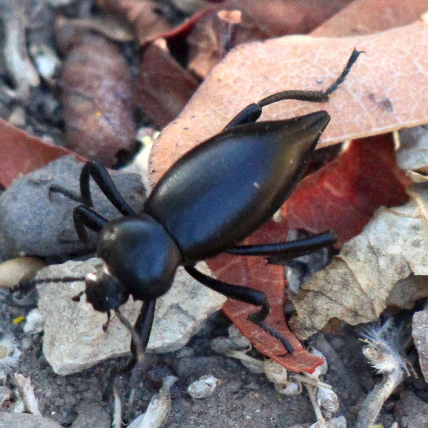 Image of Eleodes (Eleodes) acuticauda Le Conte 1851