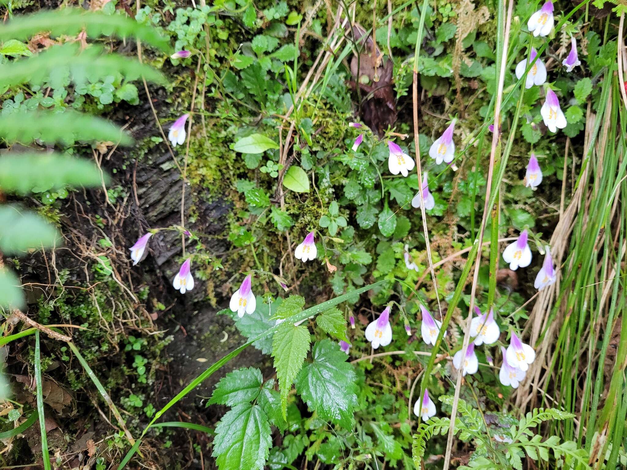 Image of Mazus alpinus Masam.