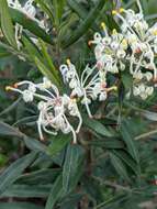 Image of Grevillea pilulifera (Lindl.) Druce