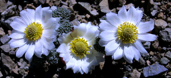 Plancia ëd Callianthemoides semiverticillatus (Phil.) M. Tamura