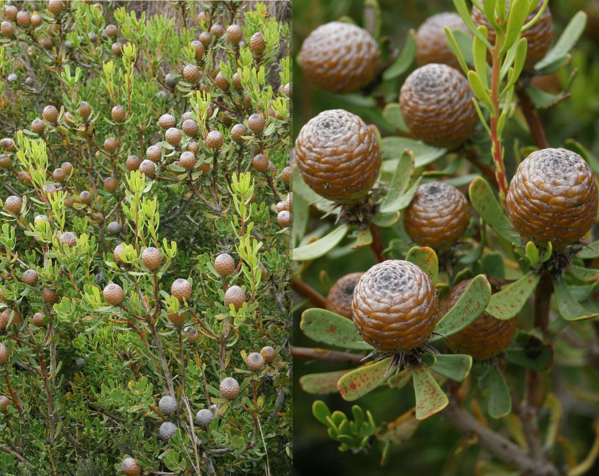 Imagem de Leucadendron muirii Phillips