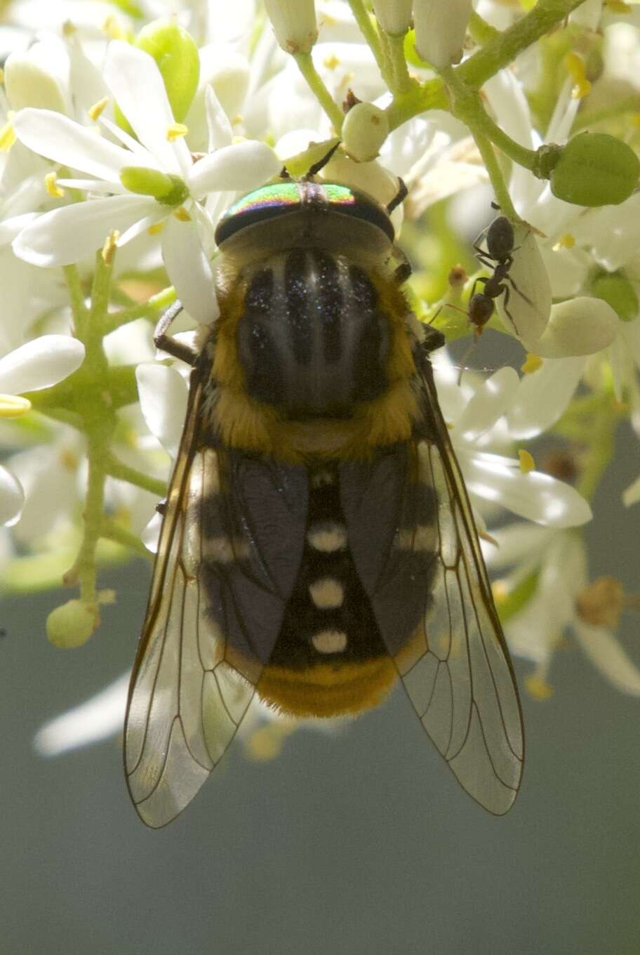 Sivun Scaptia auriflua (Donovan 1805) kuva