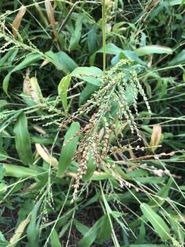 Image of Dixie Liverseed Grass