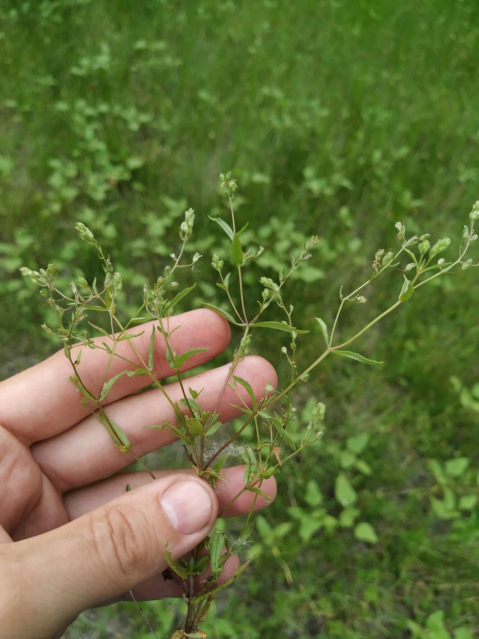 Image of Veronica anagalloides Guss.