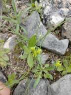 Image of wedgeleaf spurge