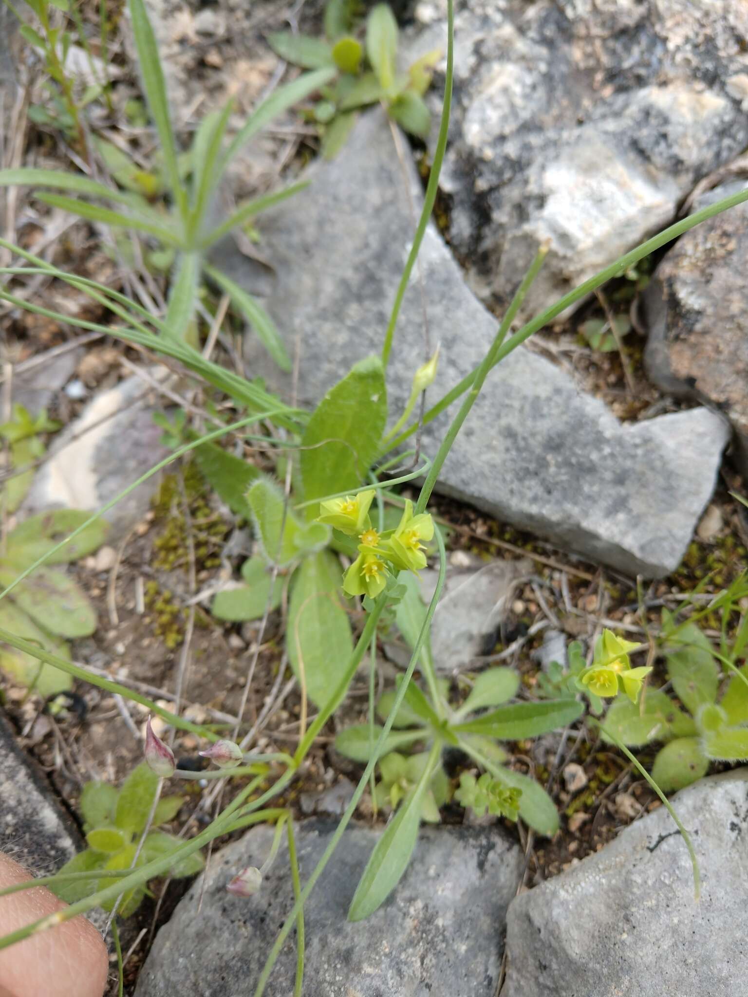 Euphorbia longicruris Scheele resmi