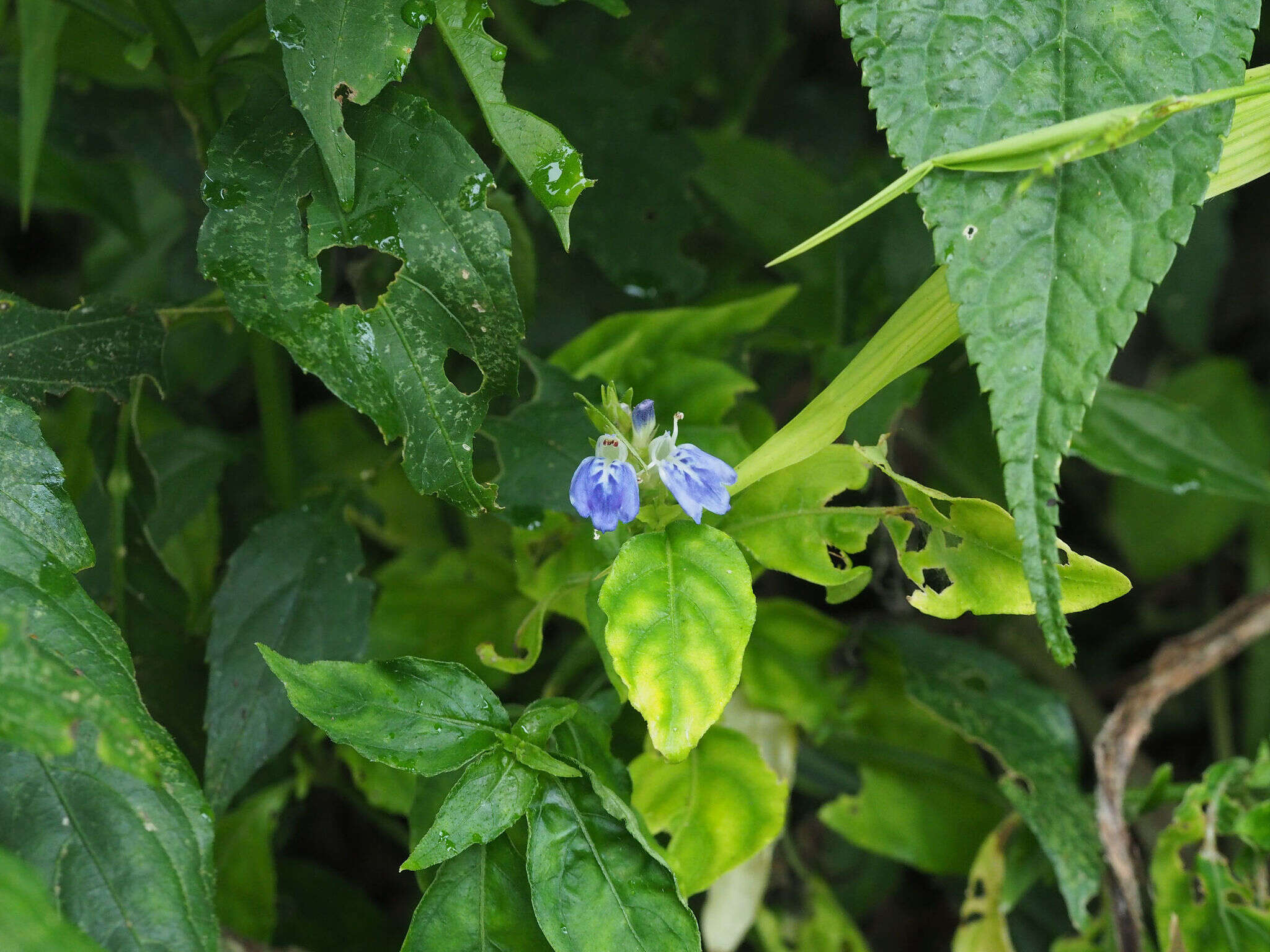 Image of Rungia taiwanensis Yamazaki