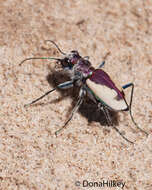 Image of Cicindela (Cicindela) formosa gibsoni Brown 1940