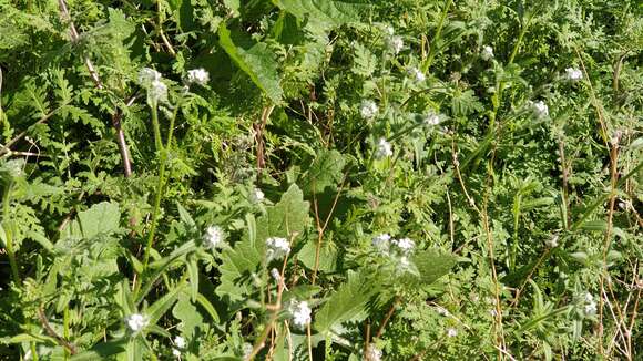 Image of Clearwater cryptantha