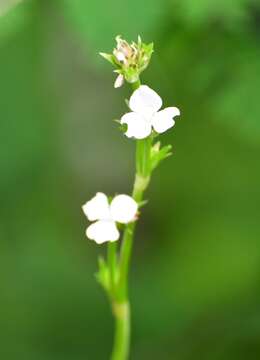 Image de Callisia gentlei var. macdougallii (Miranda) D. R. Hunt