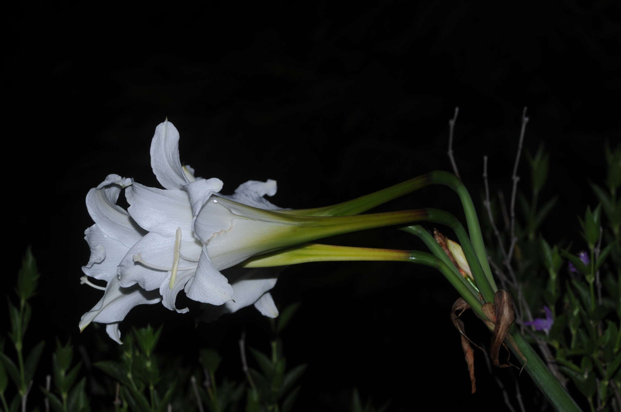 Слика од Hippeastrum argentinum (Pax) Hunz.