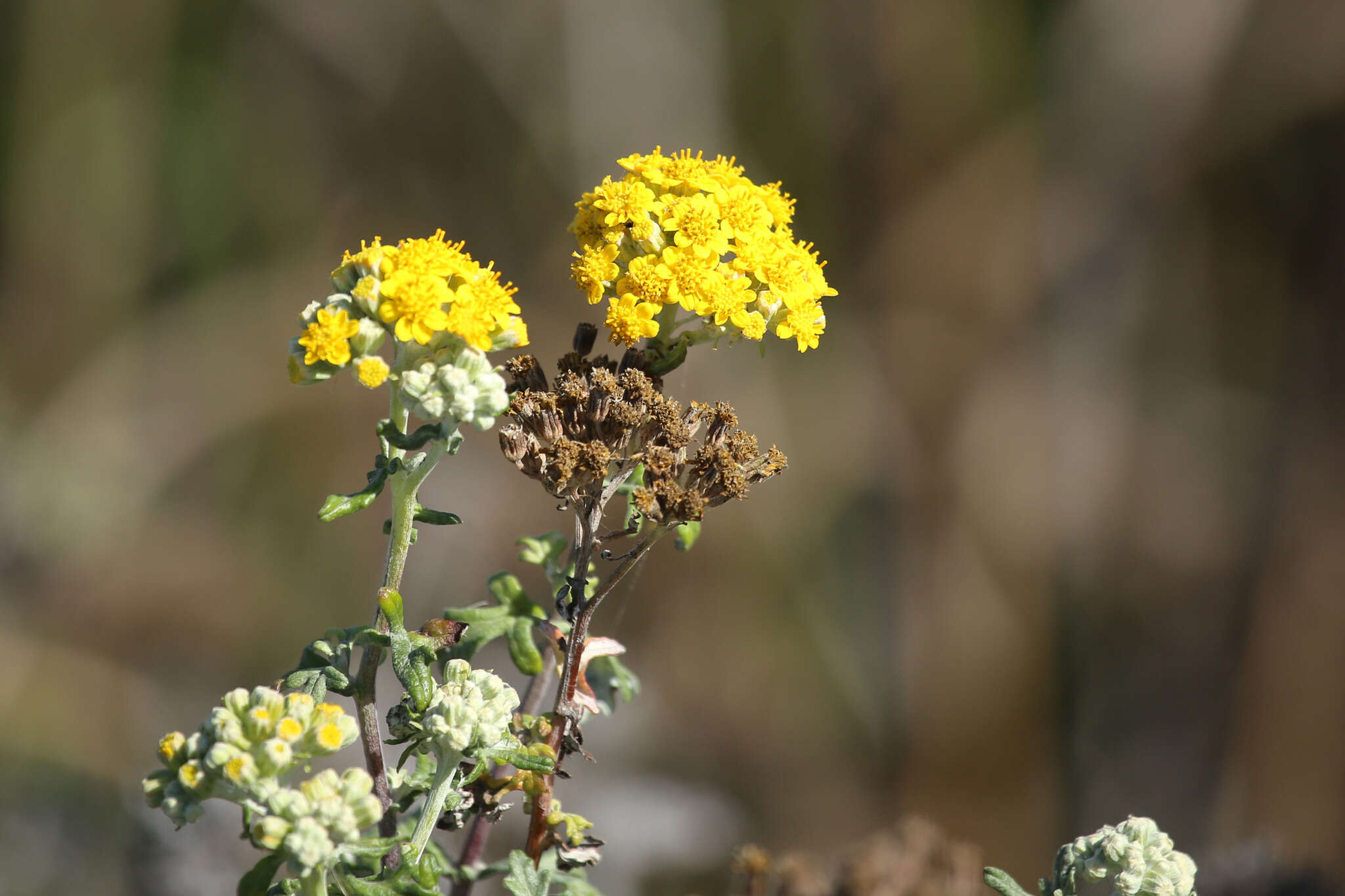 Image of seaside woolly sunflower