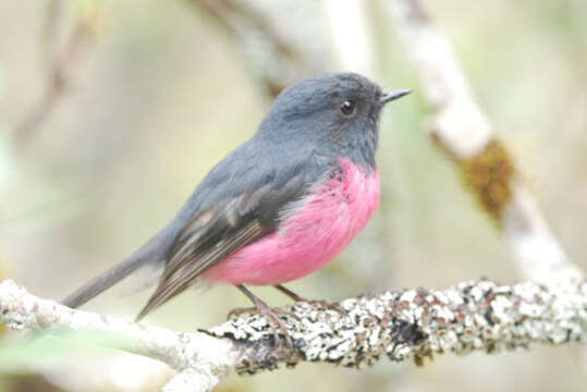 Image of Pink Robin