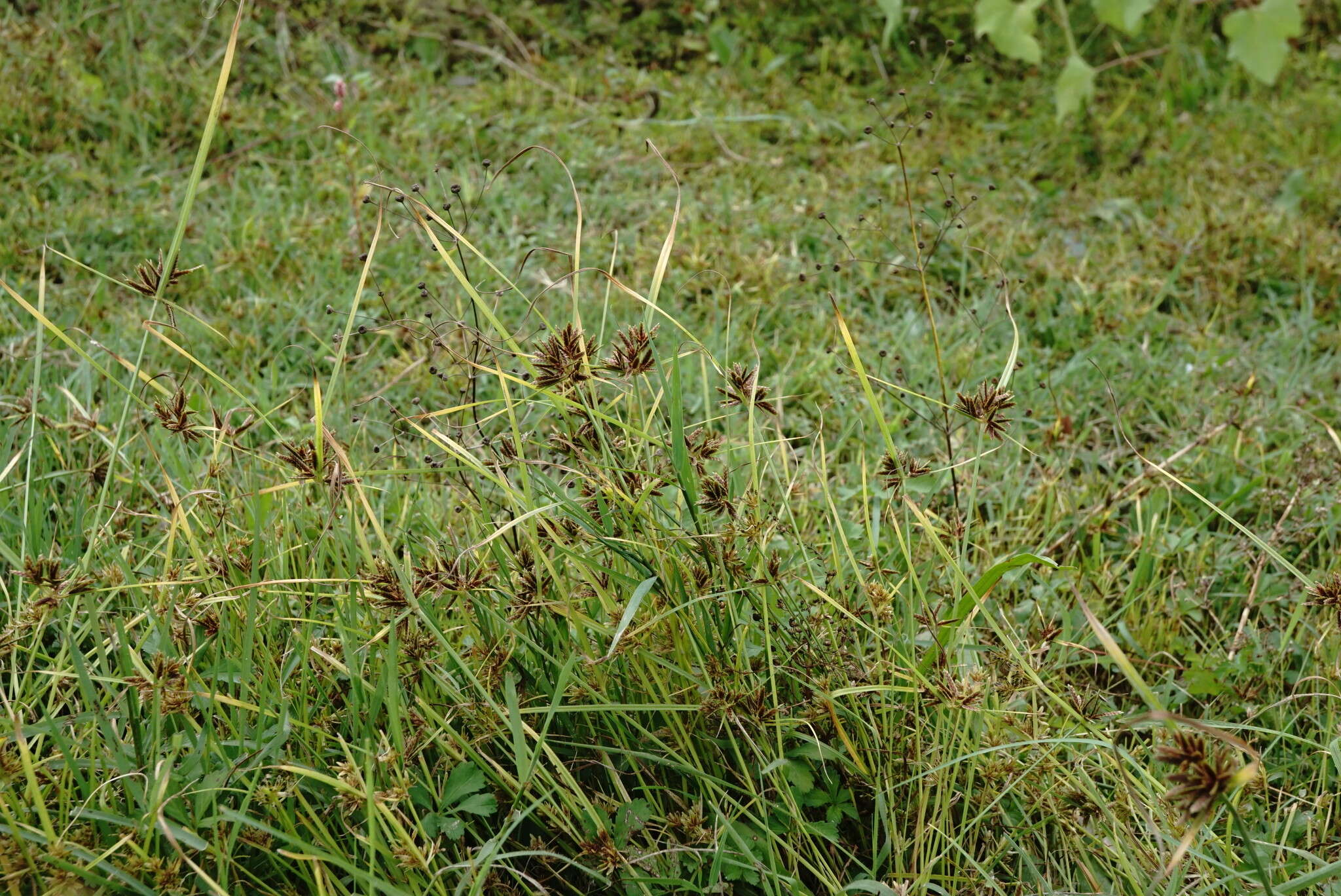 Image of Cyperus glaber L.