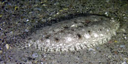 Image of Southern peacock sole