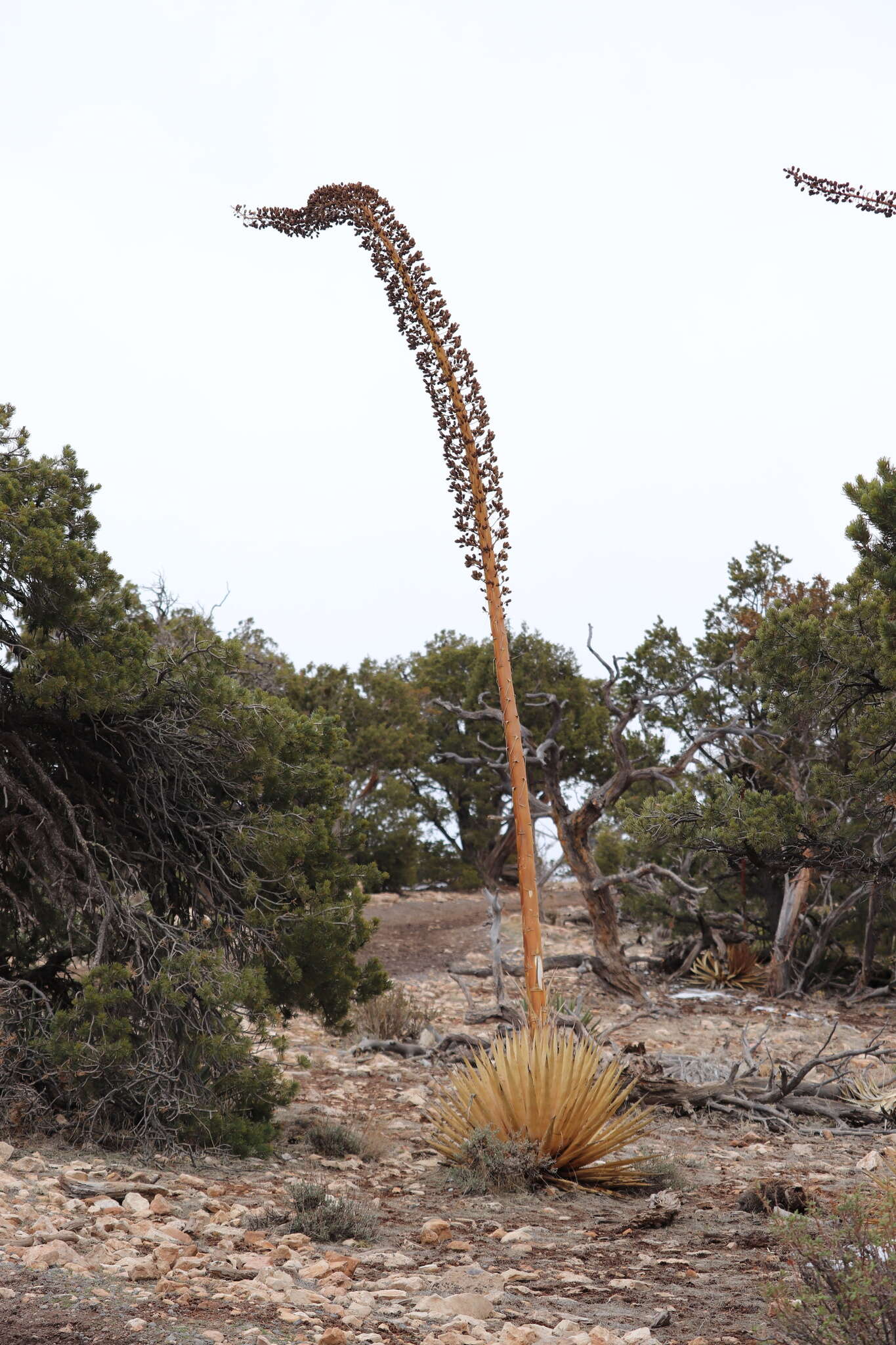 Слика од Agave utahensis subsp. kaibabensis (McKelvey) Gentry