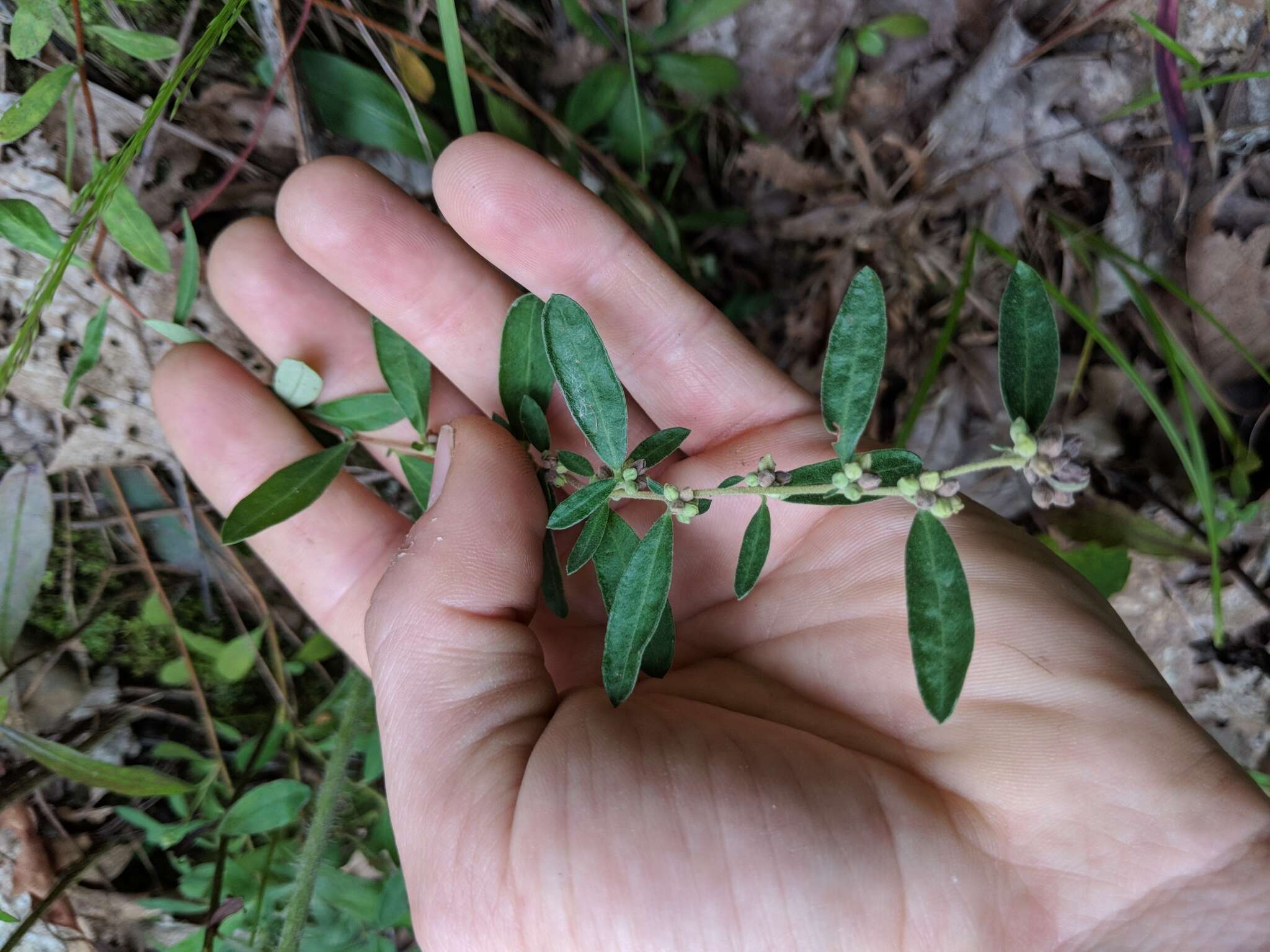 Image of hoary frostweed