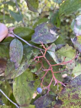 Image de Cornus asperifolia Michx.