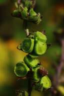 Image of Cynoglossum malabaricum (C. B. Cl.) Riedl