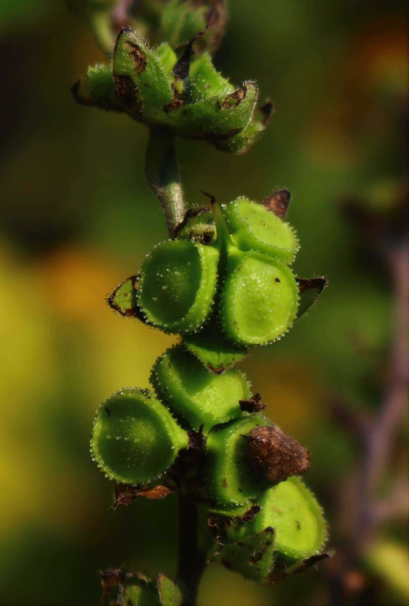 Cynoglossum malabaricum (C. B. Cl.) Riedl resmi