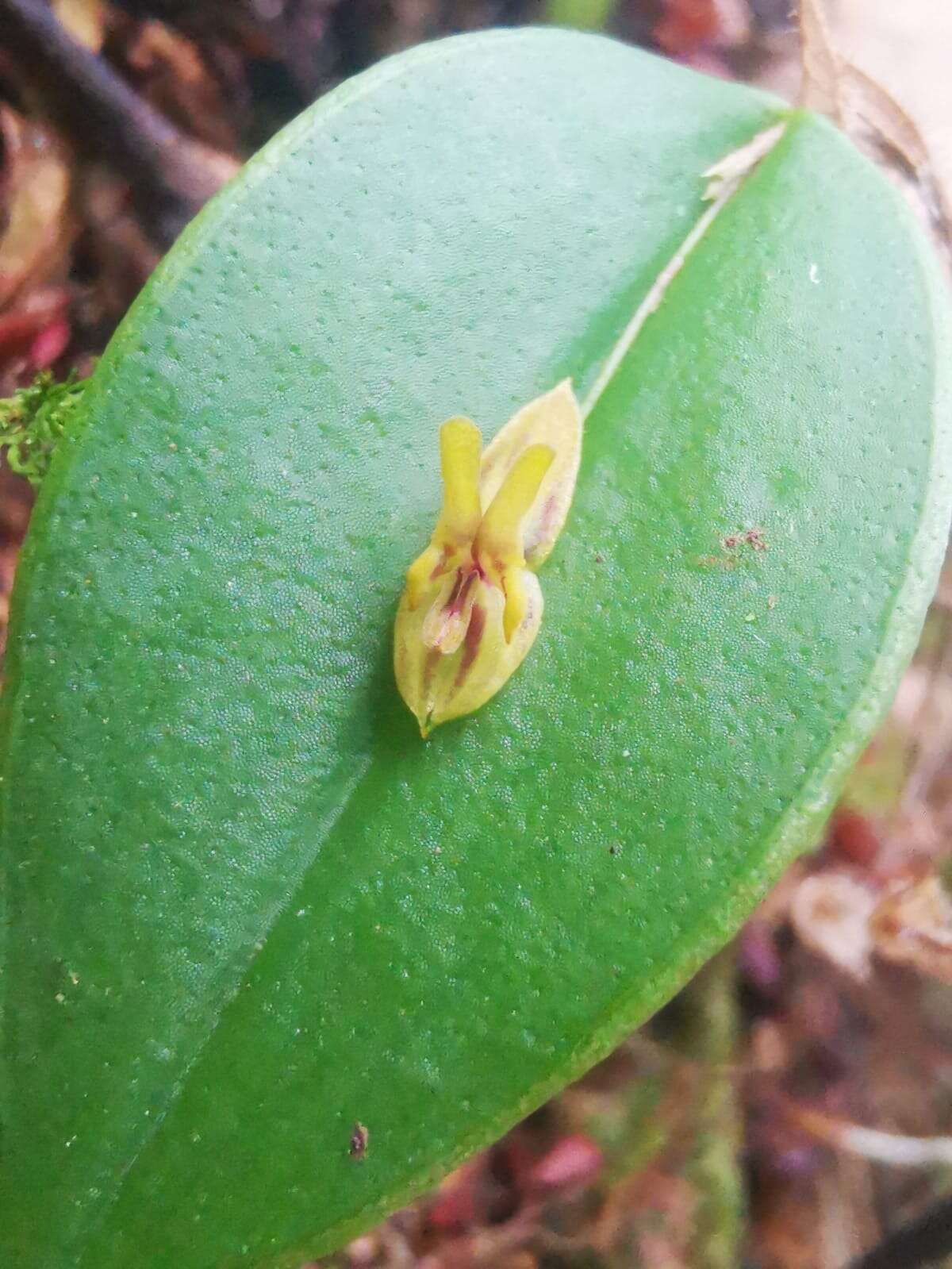 Image of Lepanthes contingens Luer