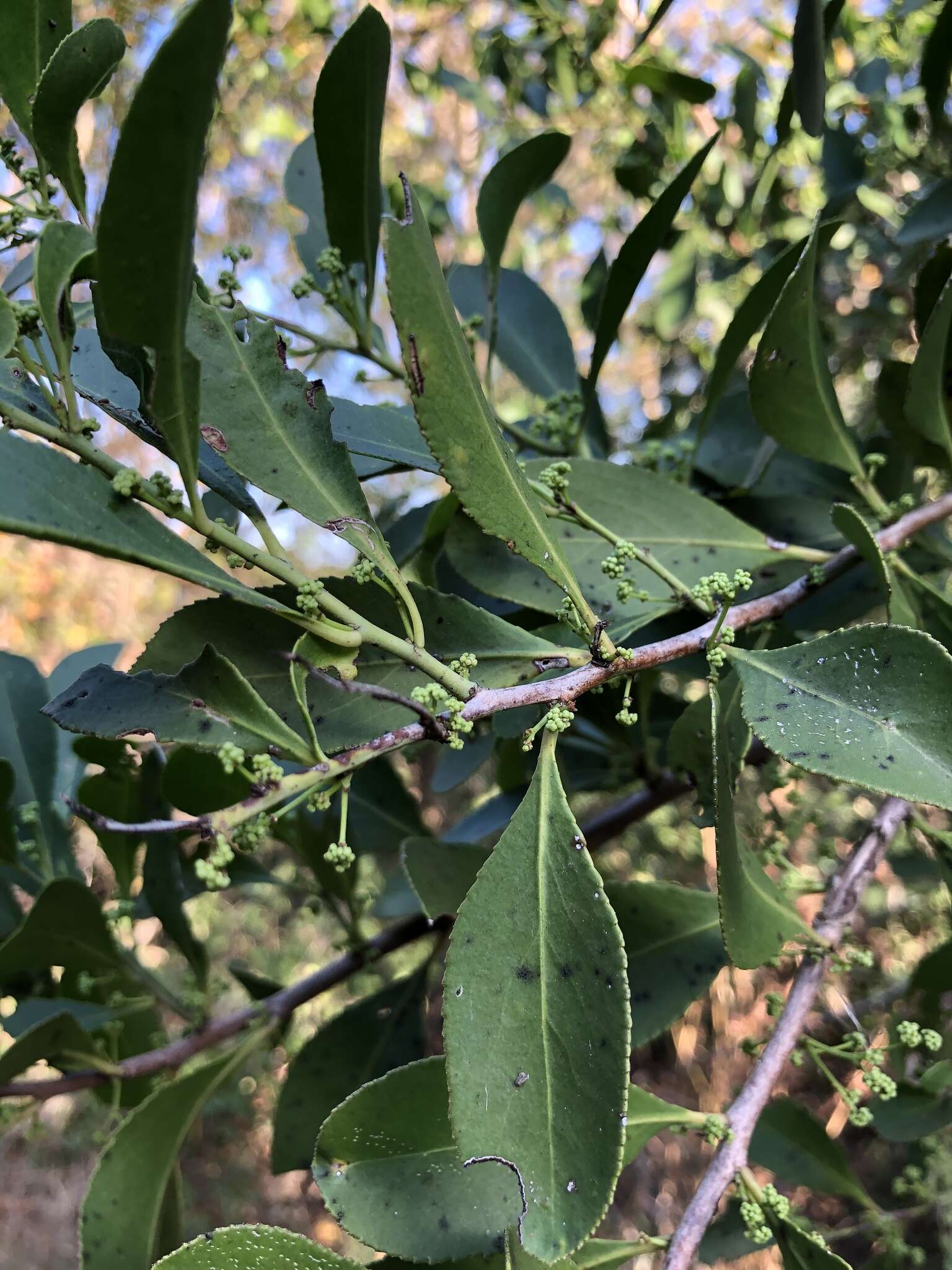 Image of Confetti tree