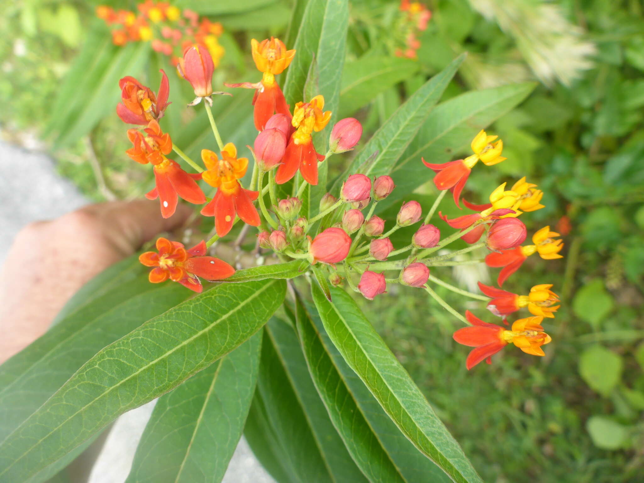 Asclepias curassavica L. resmi