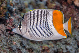 Image of Indian Ocean Chevron Butterflyfish