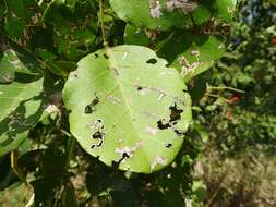 Image of Erythrina senegalensis DC.