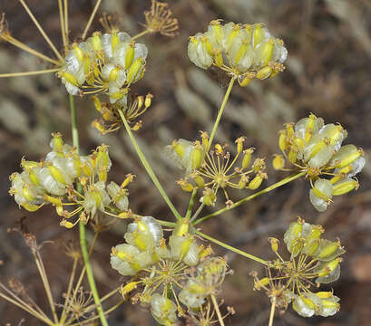 Image of Thapsia tenuifolia Lag.