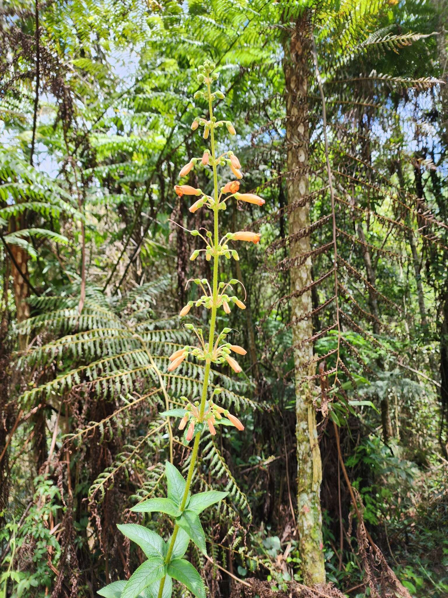 Image of Sinningia sceptrum (Mart.) Wiehler