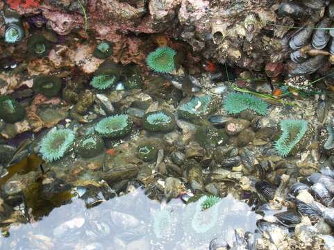 Image of giant green anemone