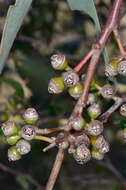 Image of Blakely's Red Gum