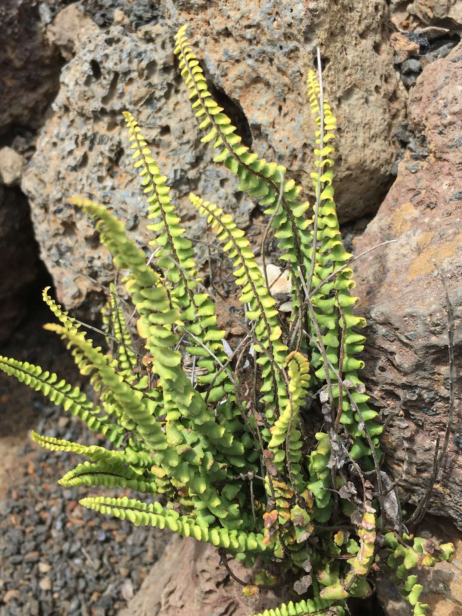 Image de Asplenium trichomanes subsp. densum (Brack.) W. H. Wagner