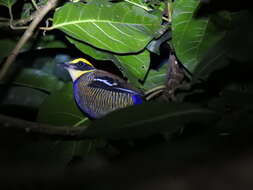 Image of Javan Banded Pitta