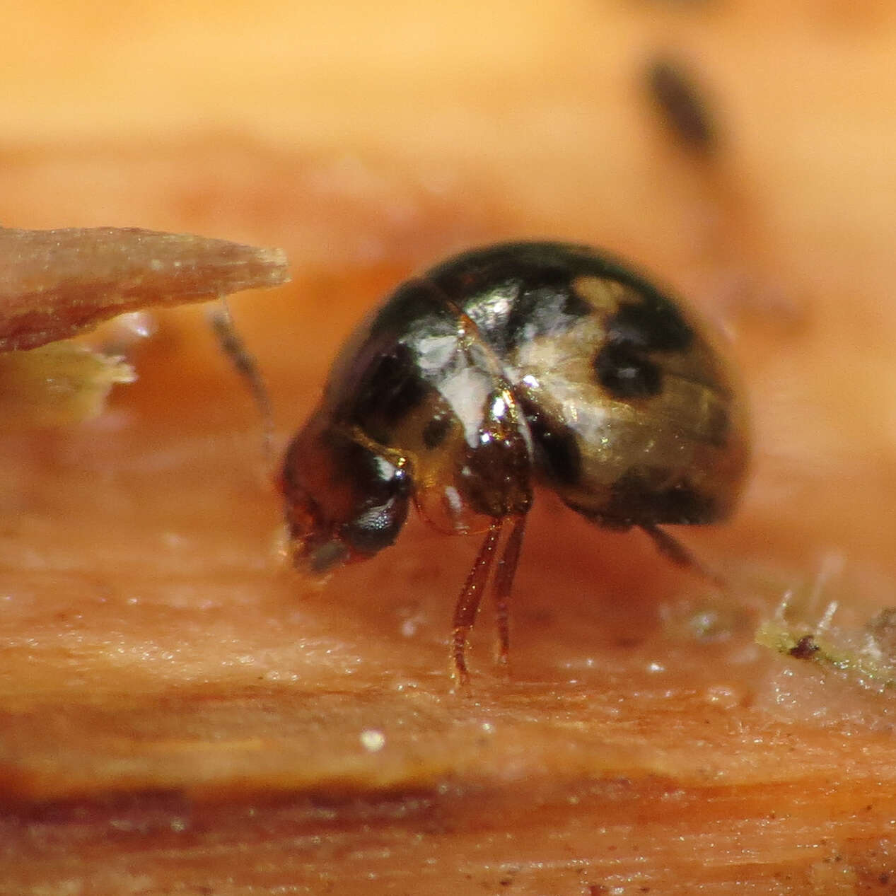 Image of Agathidium (Pulchrum) maculosum Brown & W. J. 1928