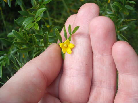 Image of Chrysojasminum humile (L.) Banfi