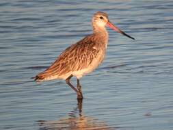 Limosa lapponica lapponica (Linnaeus 1758)的圖片