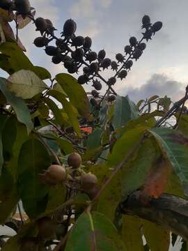 صورة Lagerstroemia speciosa (L.) Pers.