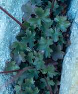 Image of gooseberryleaf alumroot