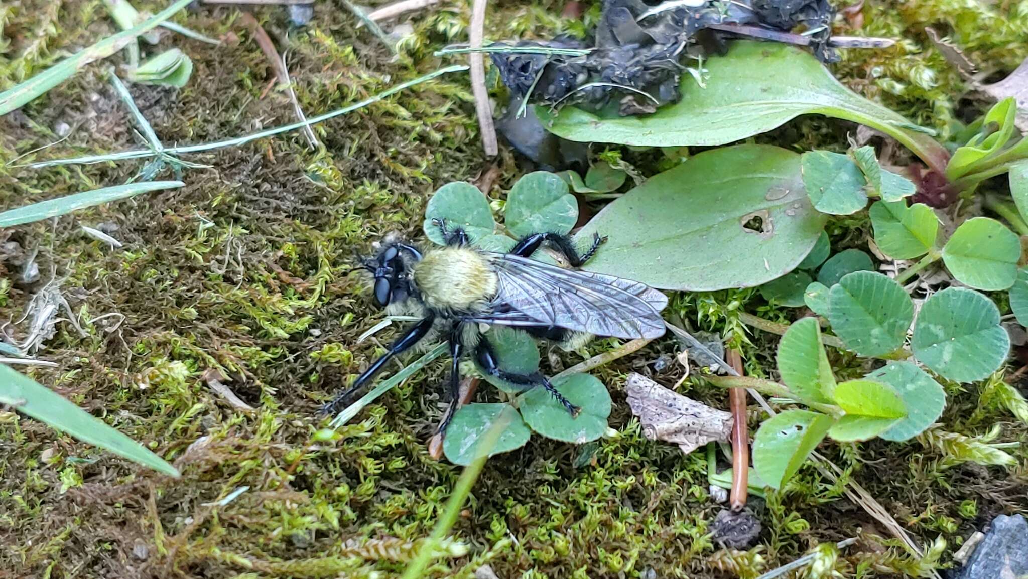 Image of Laphria divisor (Banks 1917)